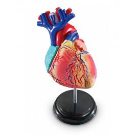 Anatomický model srdce